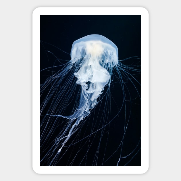 Egg-yolk jellyfish (C045/6860) Sticker by SciencePhoto